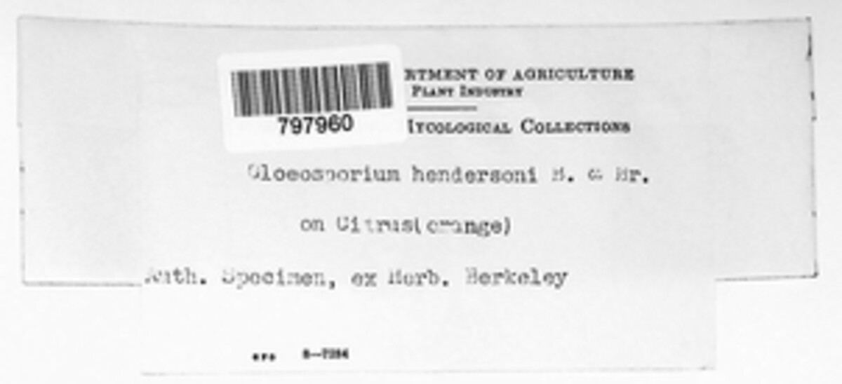 Gloeosporium hendersonii image